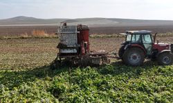 Ankara'da şeker pancarı hasadı tempo kesmiyor