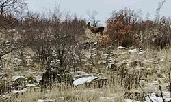 Ankara'da geyik sürüsü kameralara yansadı