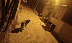 Beypazarı'nda Kurtlar Şehre İndi