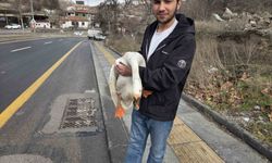 Çiftlikten kaçıp yola atlayan kaz sürücülere zor anlar yaşattı