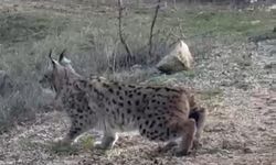 Nallıhan'da nesli tükenmekte olan vaşak görüldü