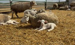 Polatlı Tarım İşletmesi'nde 2026 Yılı Kuzu Doğumları Başladı