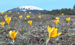 Baharın müjdecisi 'çiğdemler' çiçek açtı