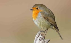 Göçmen kuşların uğrak noktası Türkiye: 2025'te 34 bin 360 kuş halkalandı