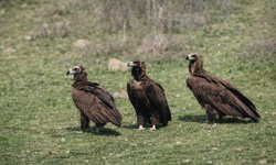 Dev kanatlar Kızılcahamam'da görüntülendi