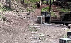 Dikkat Ayı Çıkabilir