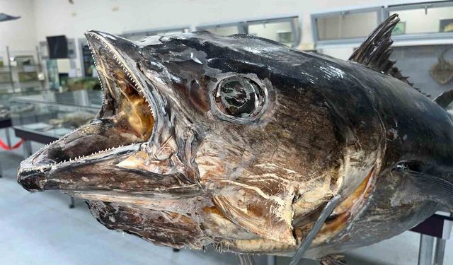 Balık sevdası 'Deniz Canlıları Koleksiyon Merkezi'nde hayat buldu