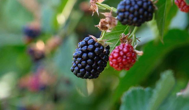 Bursa Büyükşehir 9 üründe fide ve fidan desteğinde bulunacak