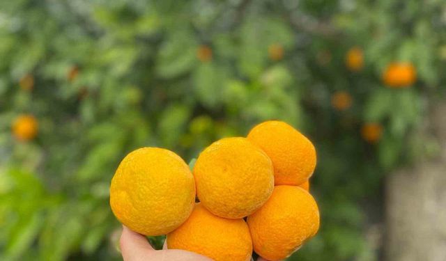 Havran Mandalinası'nda hasat vakti