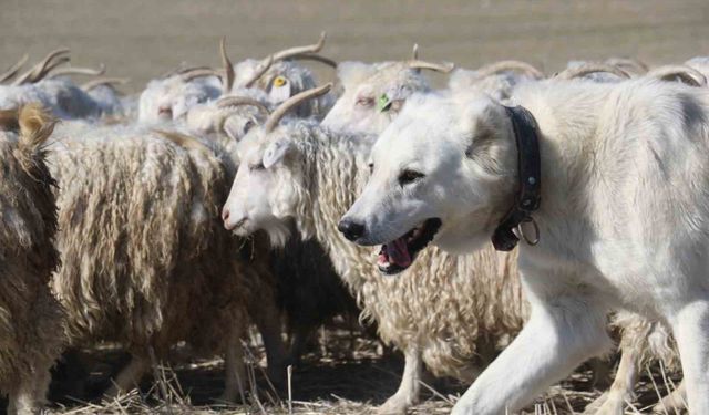 Ankara'nın kadim değeri tiftik keçisi yeniden gözde: Ayaş'ta 3 bin baş yetiştiriliyor