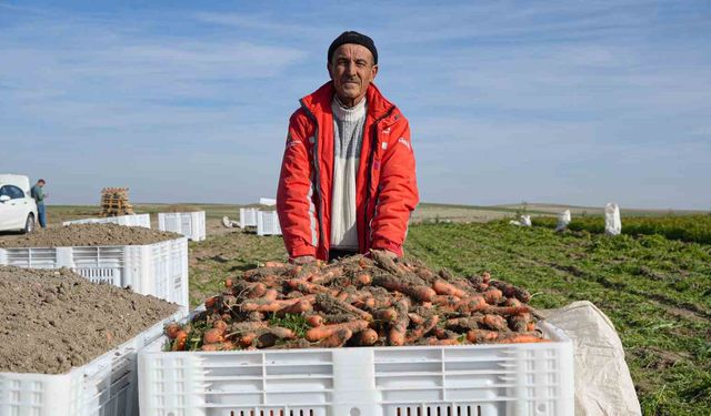 Beypazarı'nda hummalı havuç mesaisi başladı: Dönüme 10 ton ürün bekleniyor