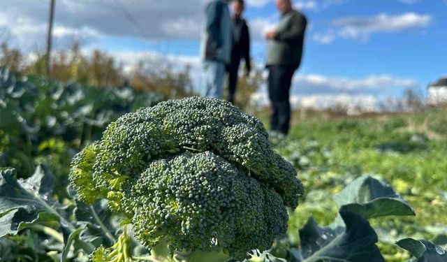 Fiyatı tarlada 10 liraya inen brokoli pazarda 70 liraya satılıyor