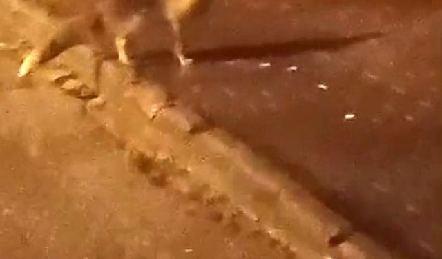 Elmadağ'da aç kalan tilkiler şehir merkezine indi