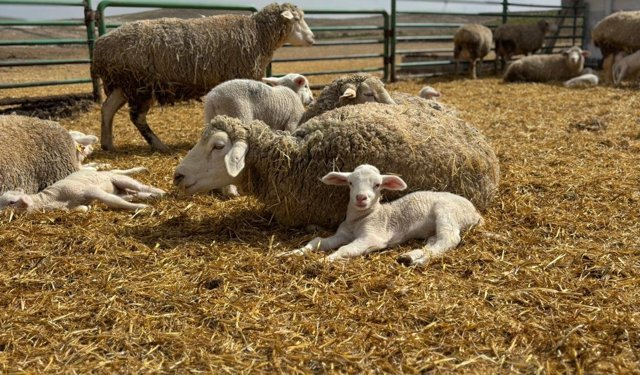 Polatlı Tarım İşletmesi'nde 2026 Yılı Kuzu Doğumları Başladı