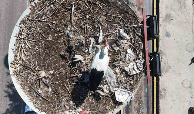 Baharın Müjdecisi Leylekler Ankara'ya Ulaştı