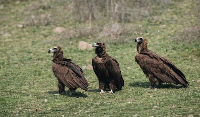 Dev kanatlar Kızılcahamam'da görüntülendi
