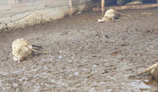 Polatlı'da kurt saldırısı: 15 koyun telef oldu