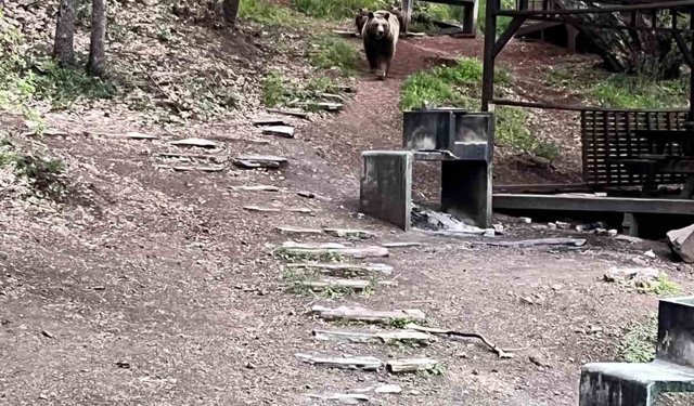 Dikkat Ayı Çıkabilir