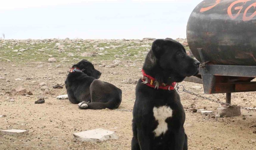 Başkentin siyah bekçileri: Haymana Karası
