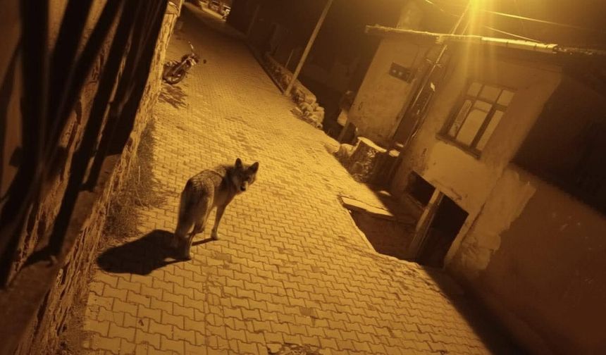 Beypazarı'nda Kurtlar Şehre İndi