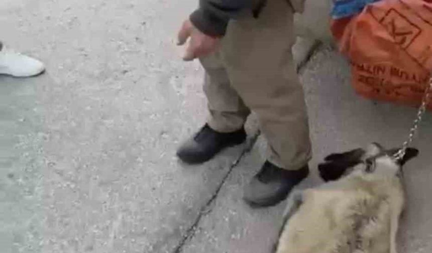 Ankara'da kamyonetin arkasına köpeği bağlayıp sürükleyen sürücü gözaltına alındı