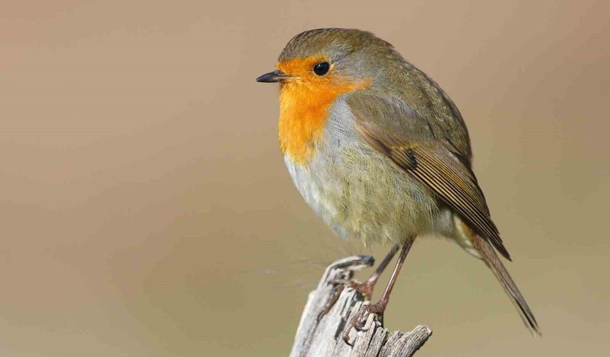 Göçmen kuşların uğrak noktası Türkiye: 2025'te 34 bin 360 kuş halkalandı