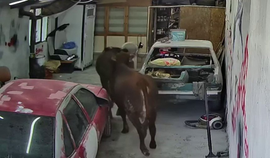 Ahırdan kaçan danalar oto tamirciyi bastı, o anlar kamerada