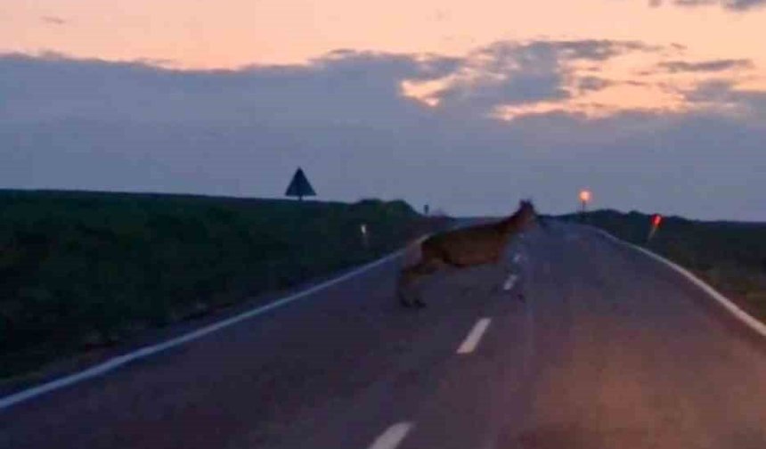 Ankara'da yaban geyiği sürüsü görüldü