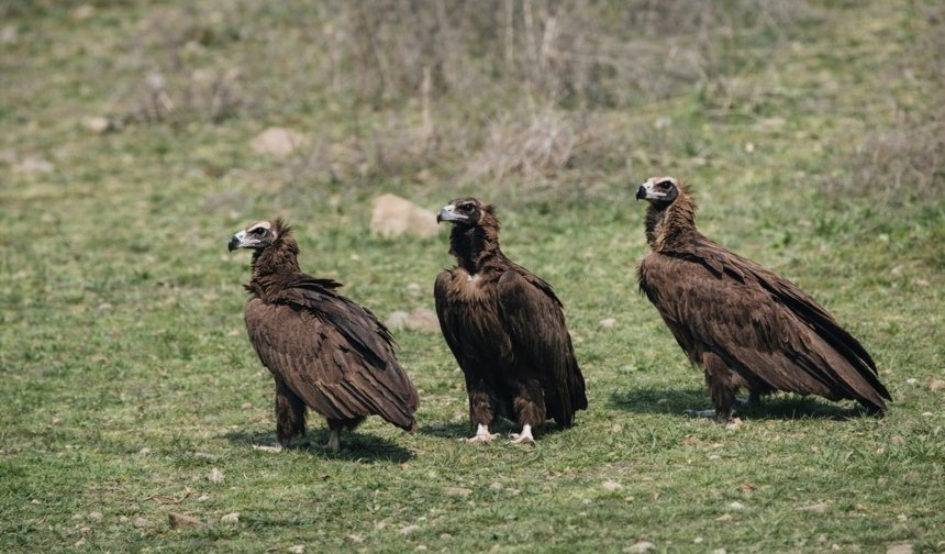 Dev kanatlar Kızılcahamam'da görüntülendi