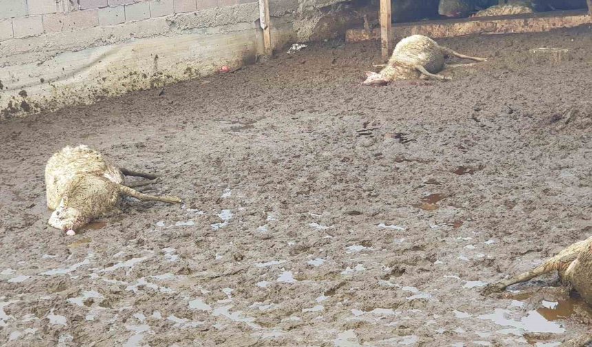 Polatlı'da kurt saldırısı: 15 koyun telef oldu