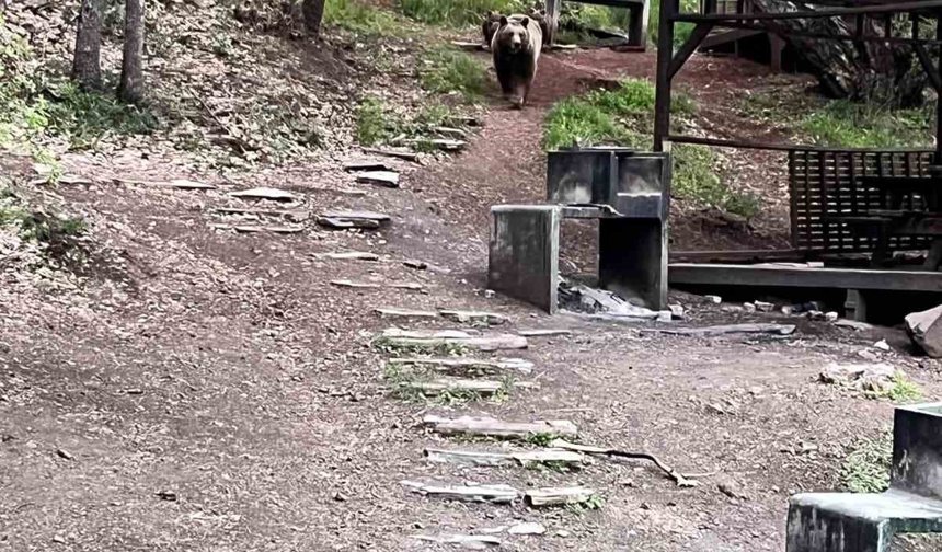 Dikkat Ayı Çıkabilir