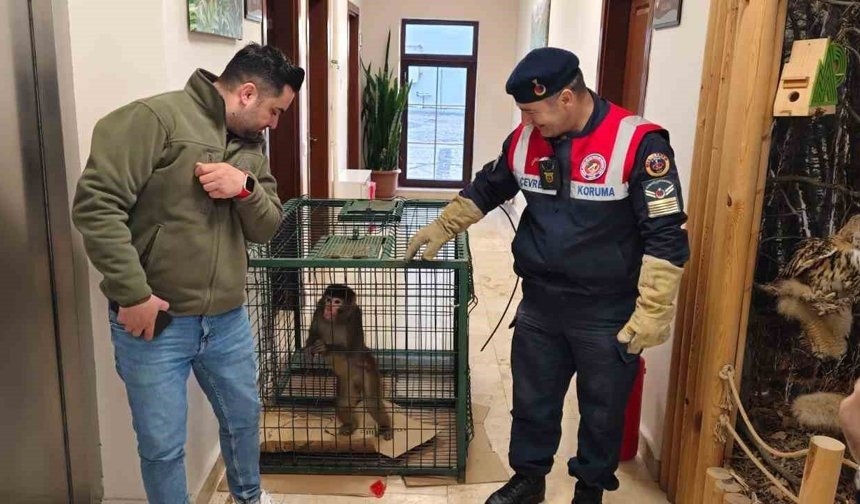 Yozgat'ta yakalanan Hint şebeği maymunu Ankara'da koruma altına alındı