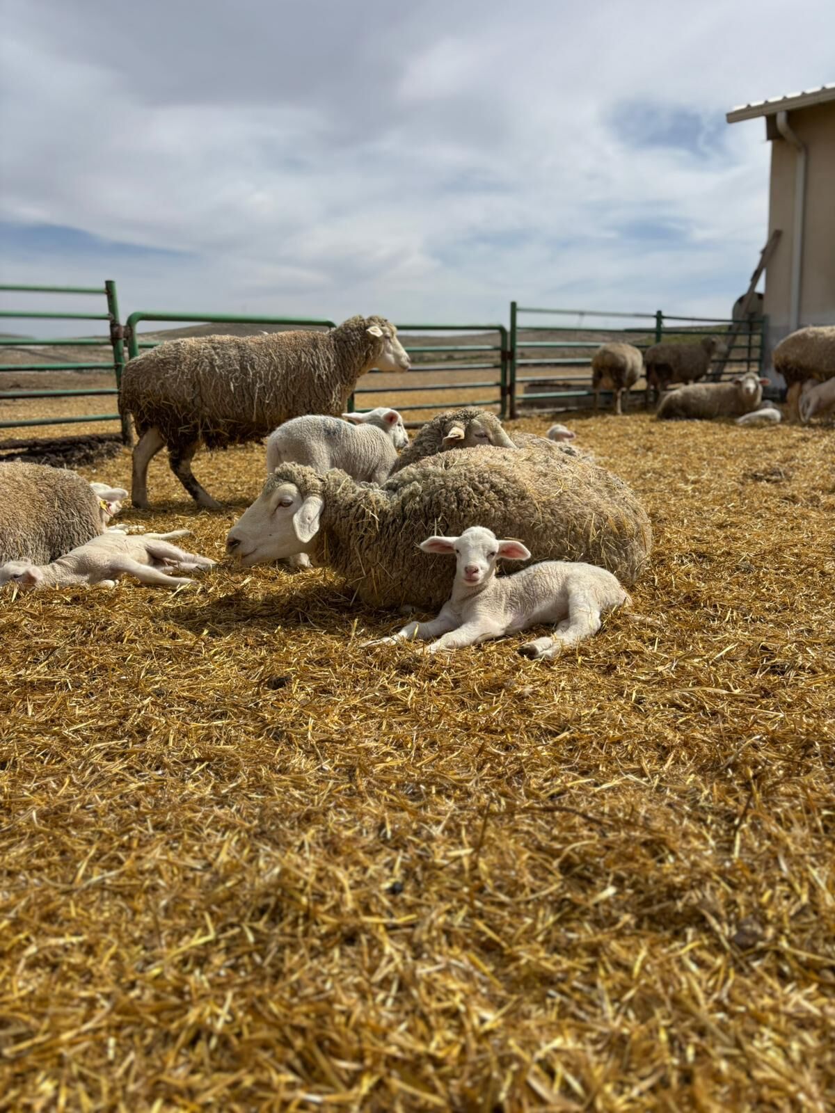 Polatlı Tarım İşletmesi'nde 2026 Yılı Kuzu Doğumları Başladı