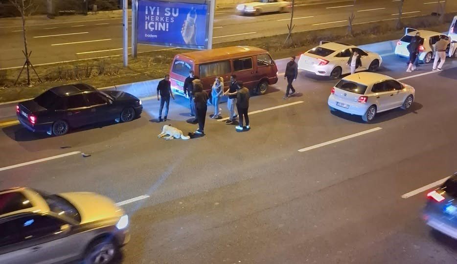 Ankara'da başıboş köpek sorunu kazalara neden oluyor