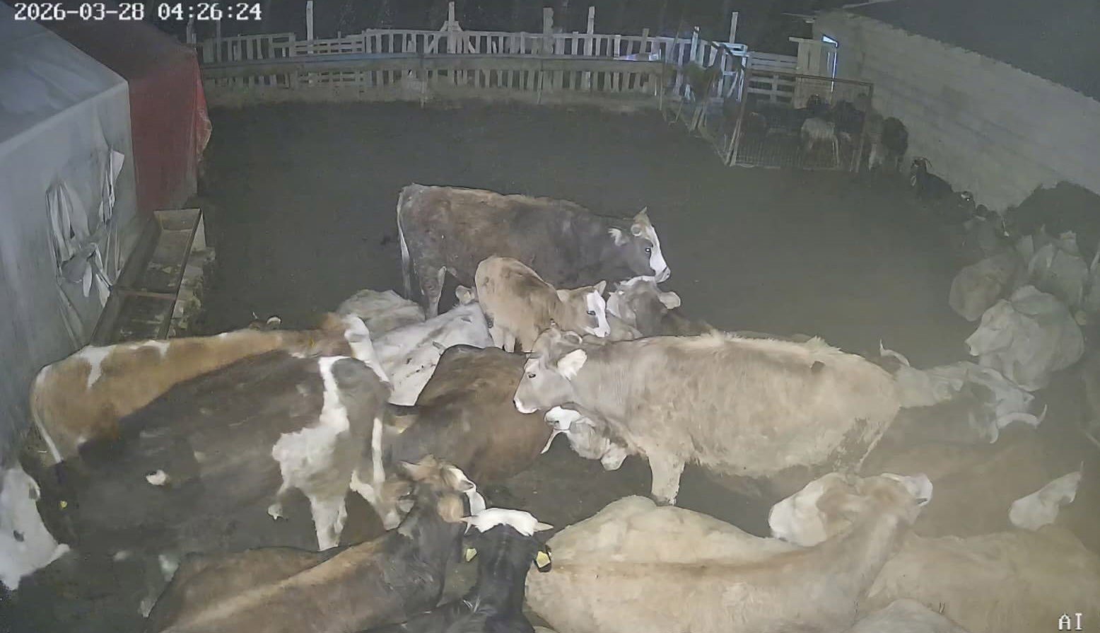 Ankara'daki bir köyde çiftliğe giren kurt sürüsü hayvanları telef etti