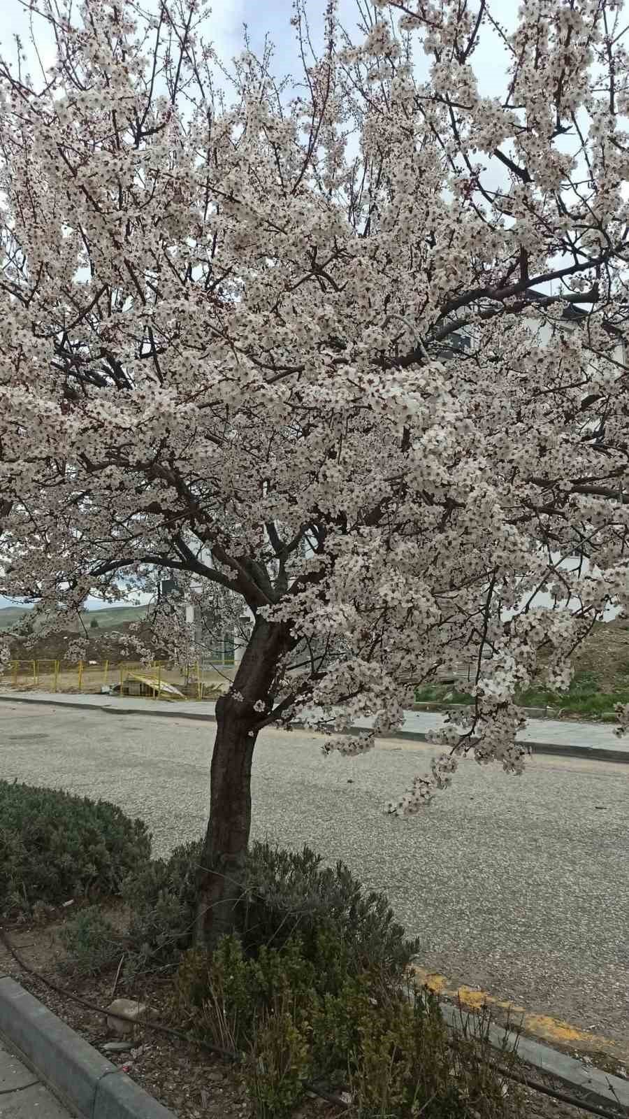 Beypazarı'nda badem ve kayısı ağaçları çiçek açtı