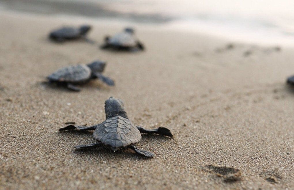 Caretta1