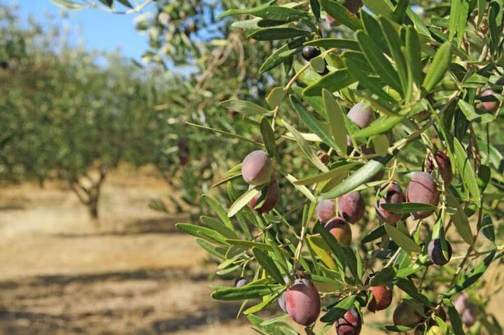 Terkedilen Maden Sahalarina 22 Bin 100 Adet Zeytin Agaci Dikildi